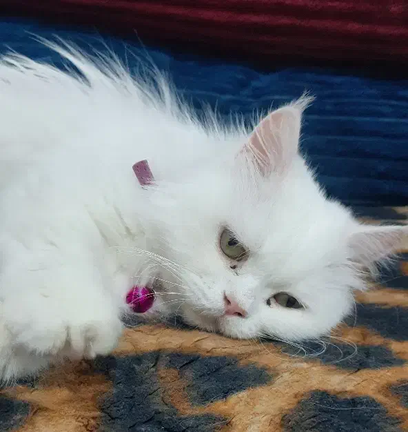 گربه پرشین|گربه|کرمان, |دیوار