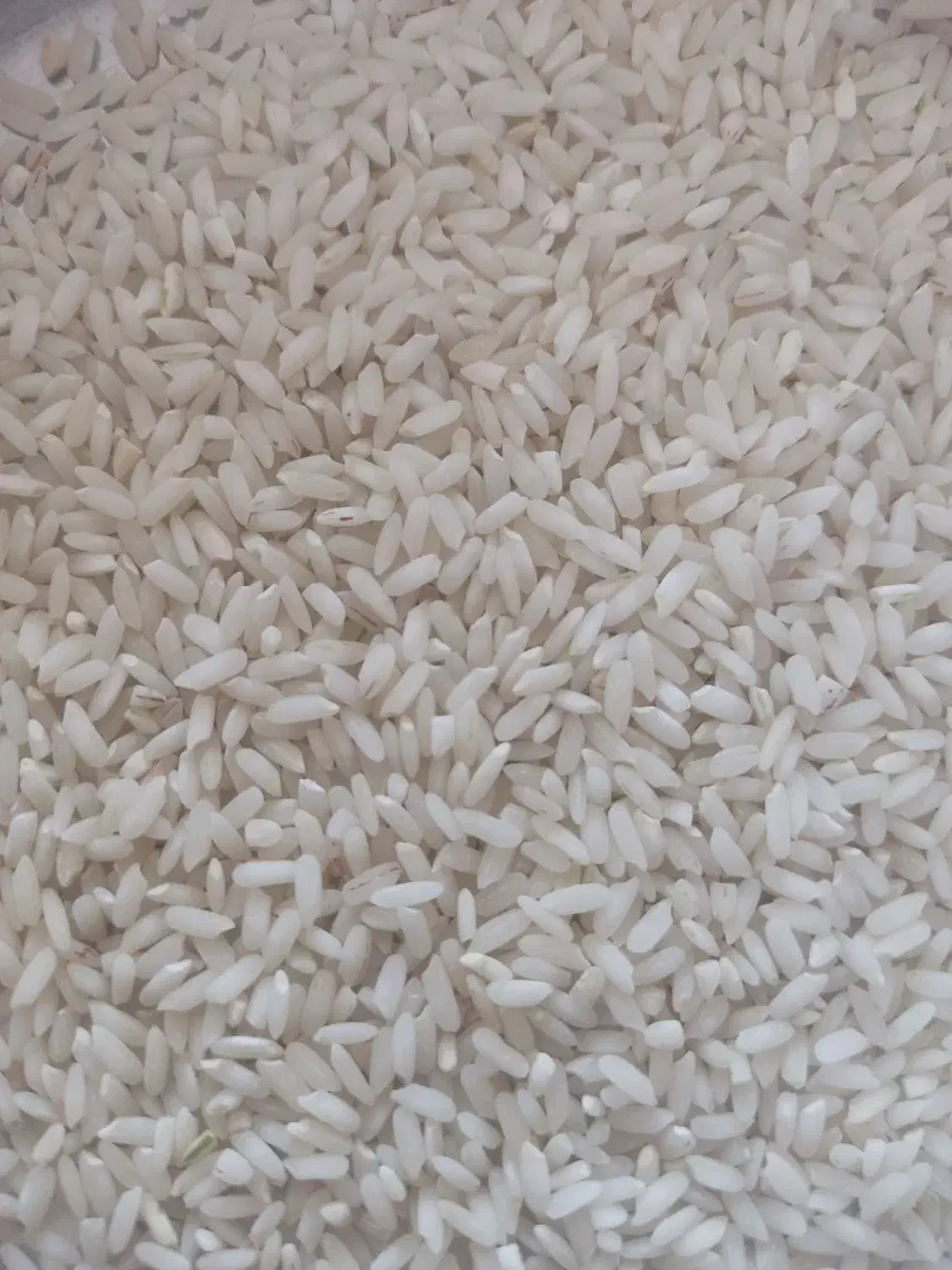 برنج عنبر بو|خوردنی و آشامیدنی|شباب, |دیوار