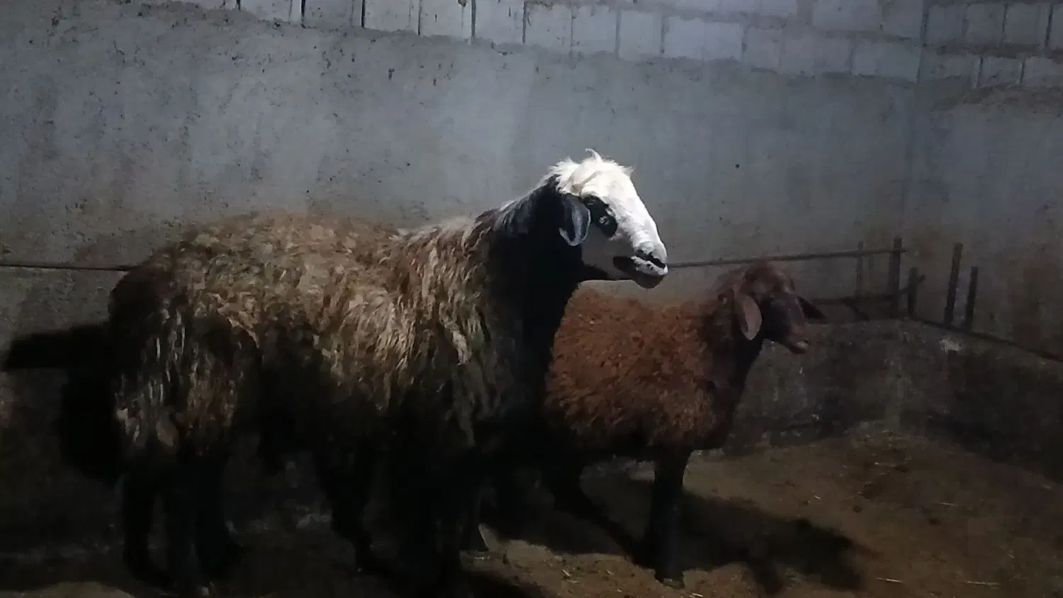 قوچ دامازدخ|حیوانات مزرعه|ثمرین, |دیوار