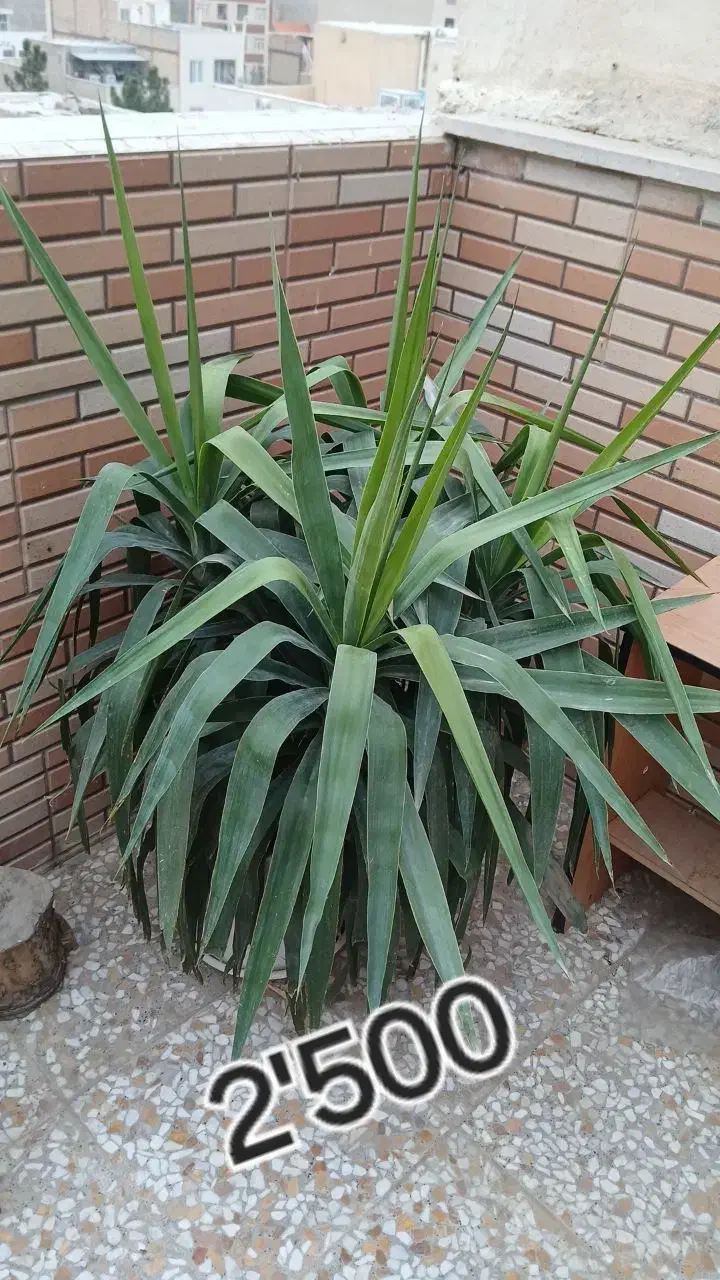 گلهای آپارتمانی|گل و گیاه طبیعی|شهریار, شهرک شاهد|دیوار