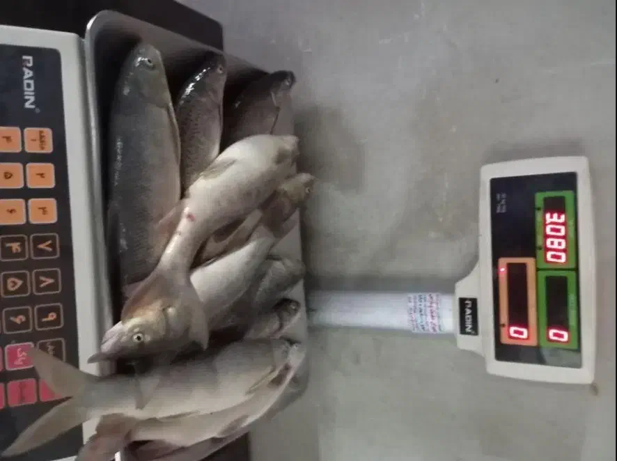 زرده وشیربد(چهار سیبیل)|ماهی|خرم‌آباد, |دیوار