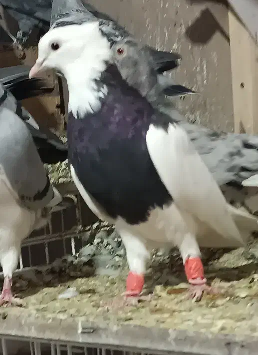 کبوتر طوقی طوق سیاه|پرنده|شیراز, باجگاه|دیوار