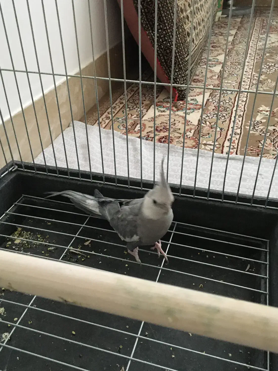 عروس هلندی|پرنده|خمین, |دیوار