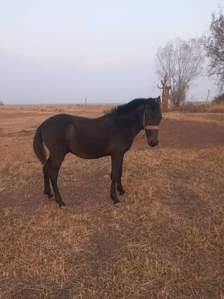 اسب نر|اسب و تجهیزات اسب‌سواری|مرند, |دیوار