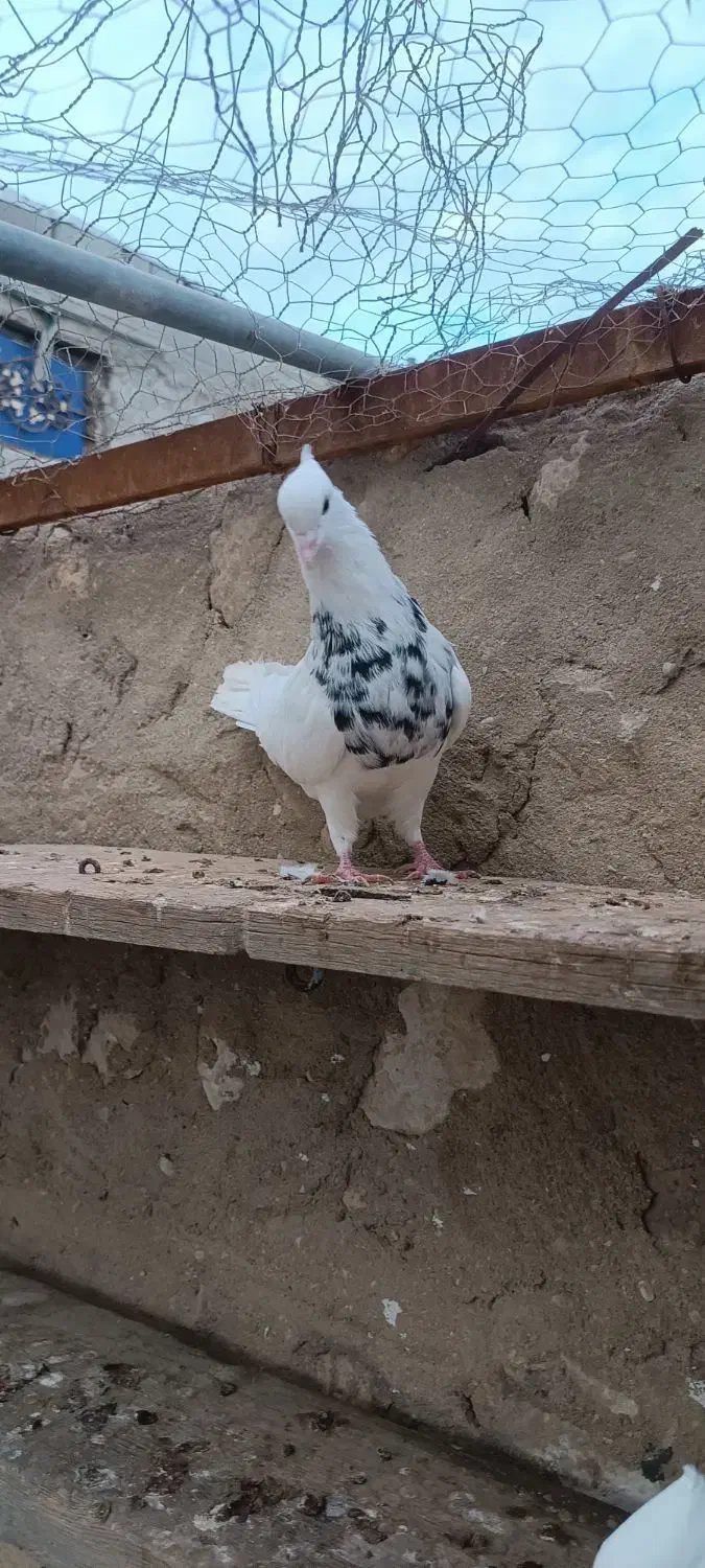 طوقی|پرنده|مهر, |دیوار