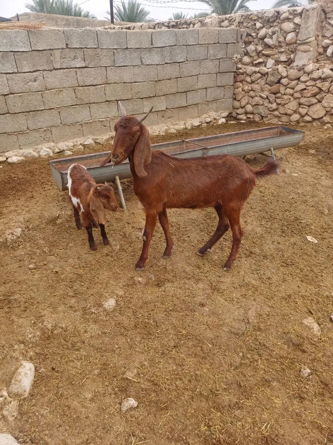 بز کهره دار|حیوانات مزرعه|کازرون, |دیوار