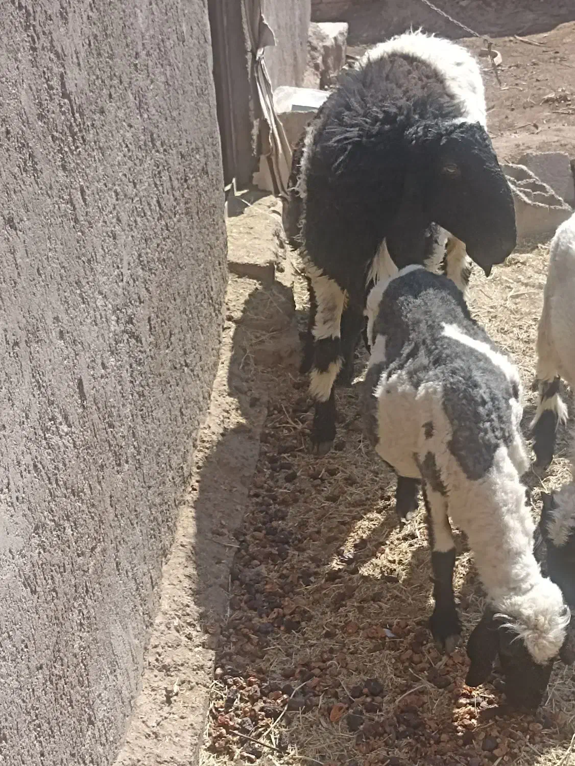 بره لتکی دم بزی|حیوانات مزرعه|بم, |دیوار