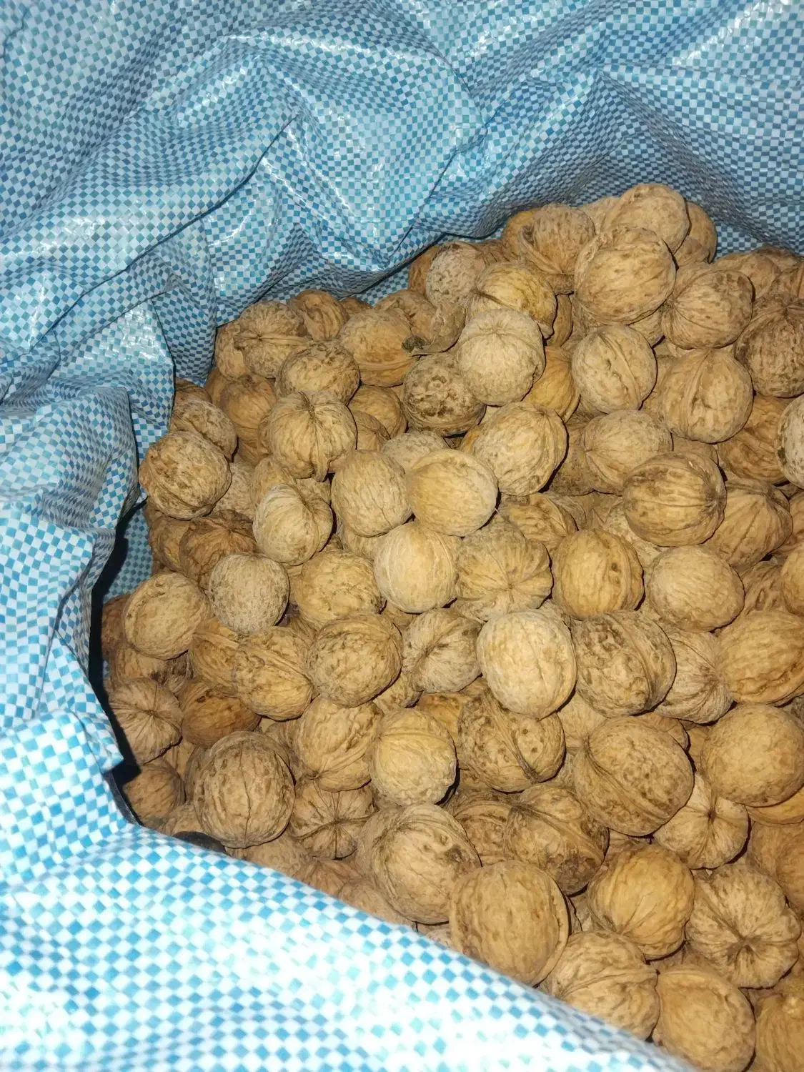 گردو امسال تازه|خوردنی و آشامیدنی|کرج, عظیمیه|دیوار