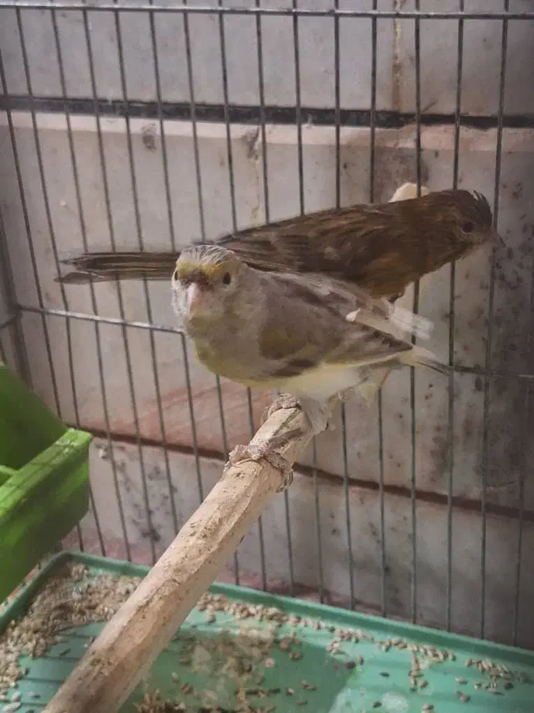 قناری فنچ مرغ عشق طوطی کوتوله کبوتر مرغ|پرنده|خمینی‌شهر, |دیوار