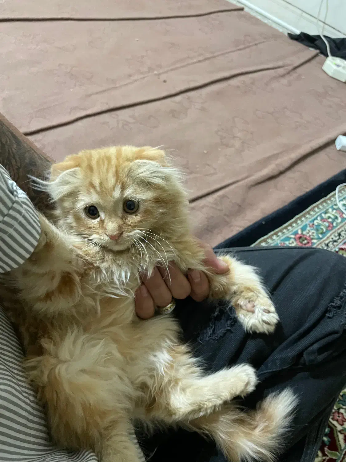 گربه|گربه|زرند, |دیوار