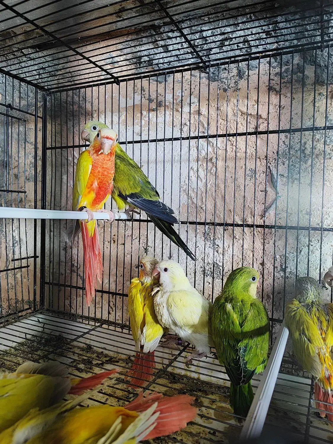 ردچیک راهب طوطی سرلاکی و دونخور|پرنده|اسفراین, |دیوار