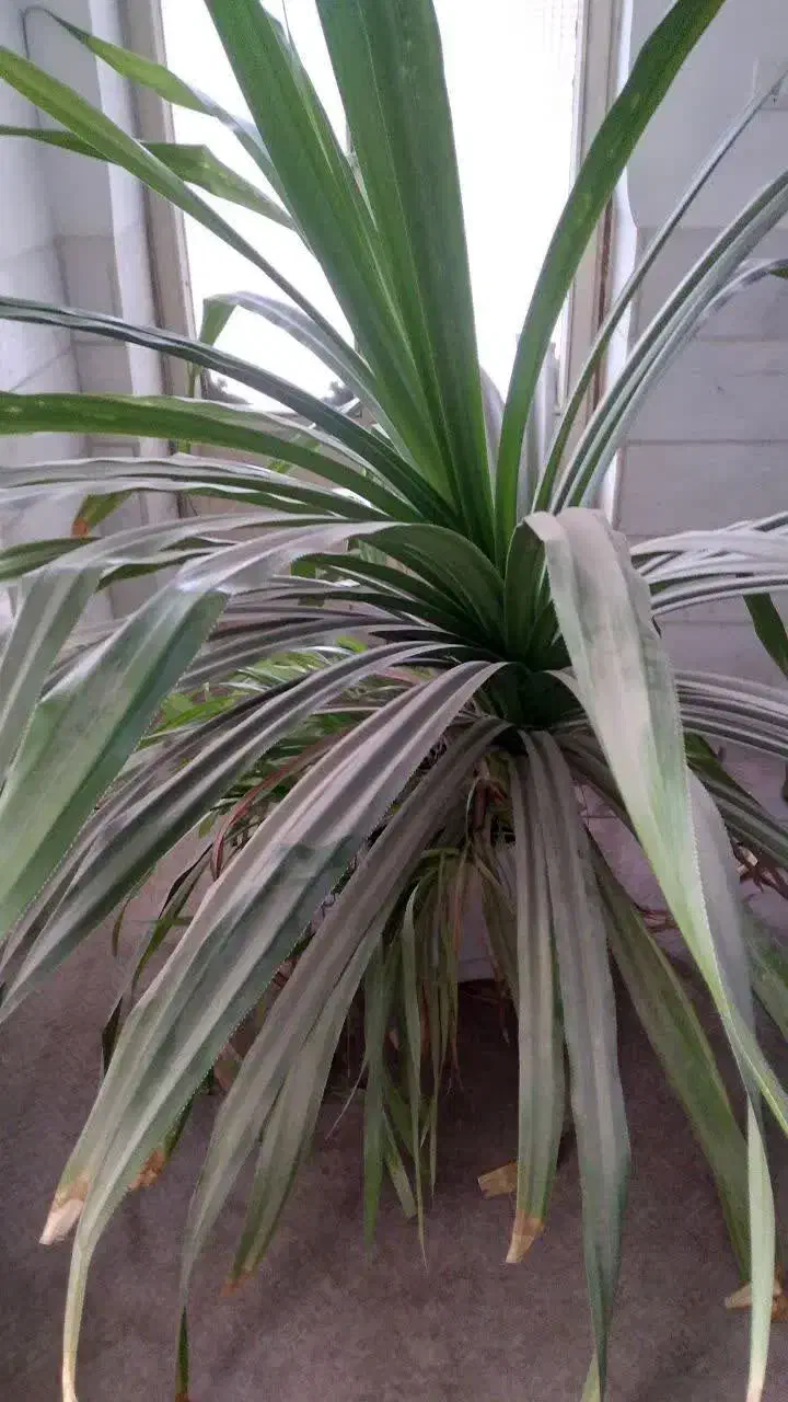 گل پاندانوس|گل مصنوعی|یزد, |دیوار