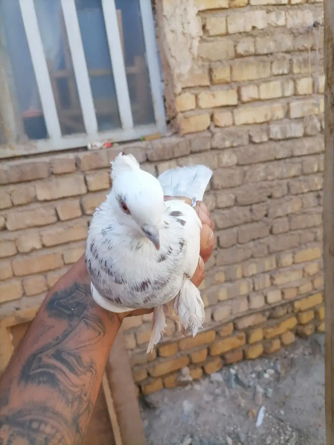 کفتر طوق سرور|پرنده|شیراز, گچی|دیوار