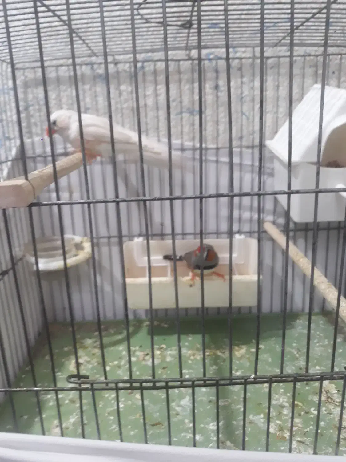 فنچ|پرنده|تهران, زرکش|دیوار