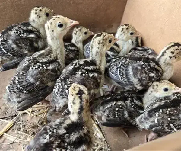 جوجه بوقلمون برنز انگلیسی|حیوانات مزرعه|نائین, |دیوار