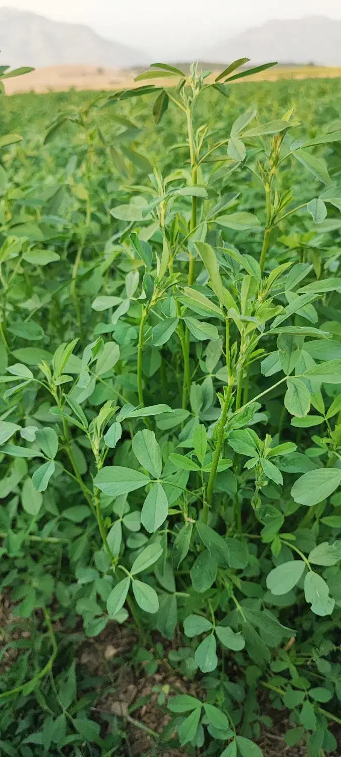 پرس یونجه|خدمات باغبانی و درختکاری|لردگان, |دیوار