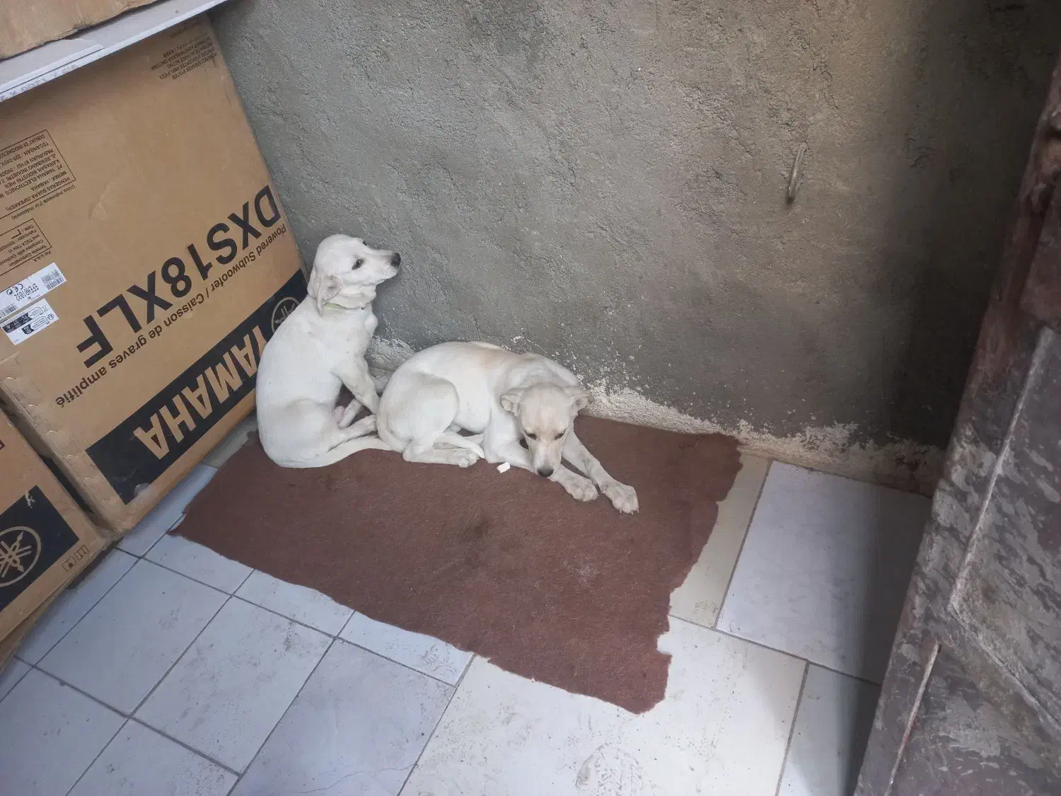 نبود جا|سگ|مشهد, ویلاشهر|دیوار