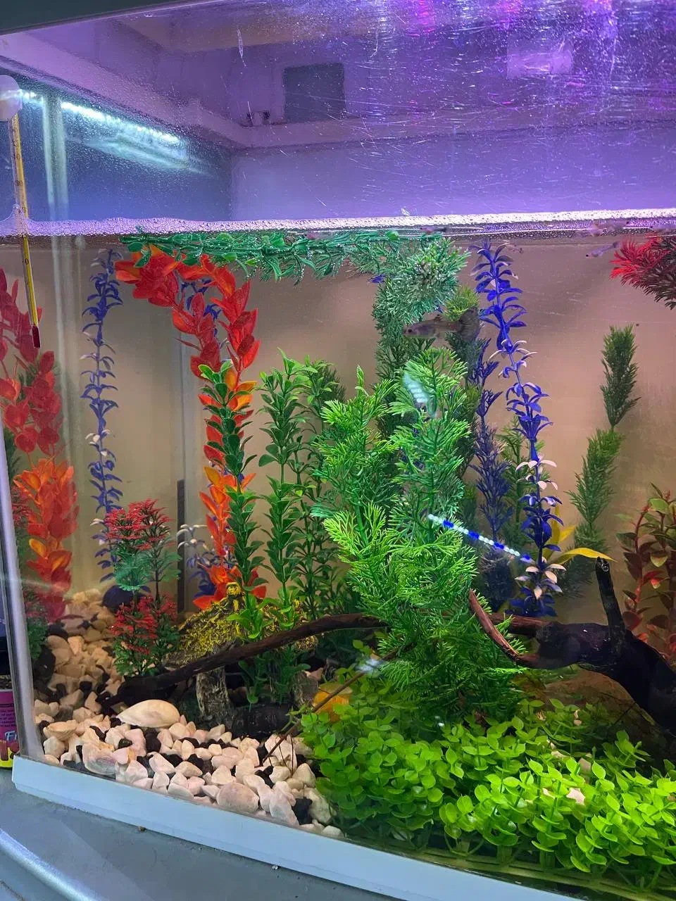 آکواریوم گوپی با تجهیزات|ماهی|اردبیل, |دیوار