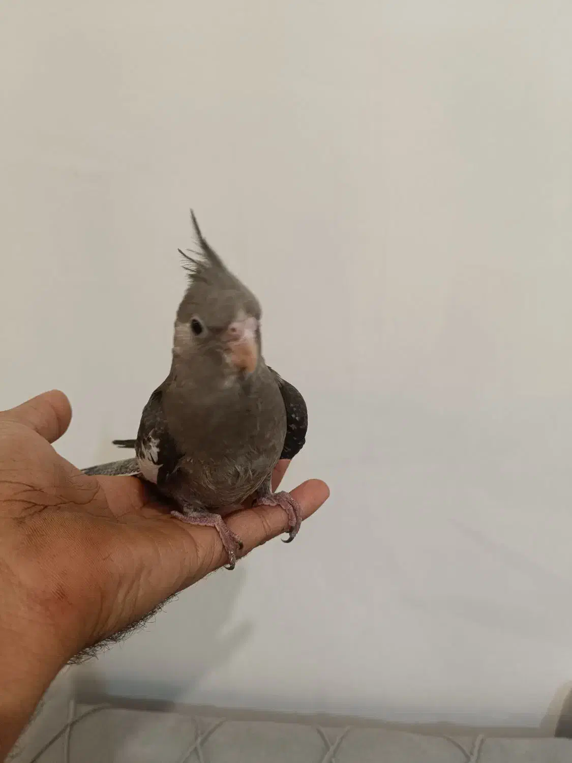 جوجه عروس وایت فیس|پرنده|رشت, پارک شهر|دیوار