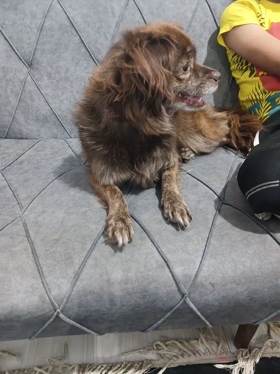 سگ پاکوتا|سگ|گرگان, |دیوار