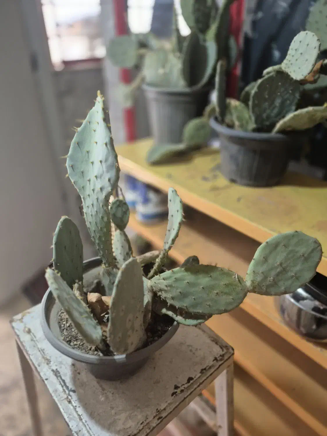 کاکتوس اپونتیا|گل و گیاه طبیعی|کرج, حیدرآباد|دیوار