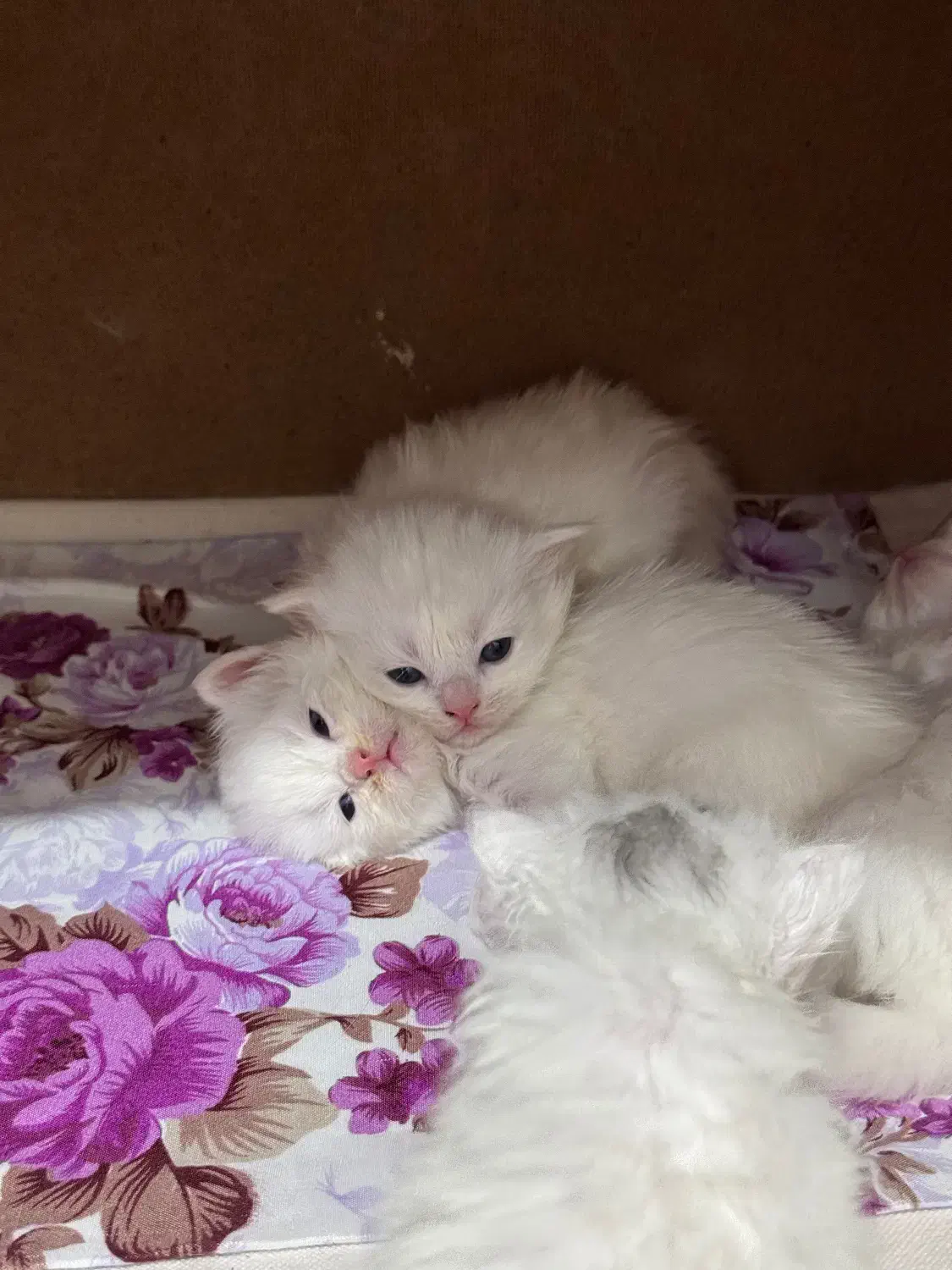 فروش گربه پرشین برفی|گربه|تهران, حر|دیوار