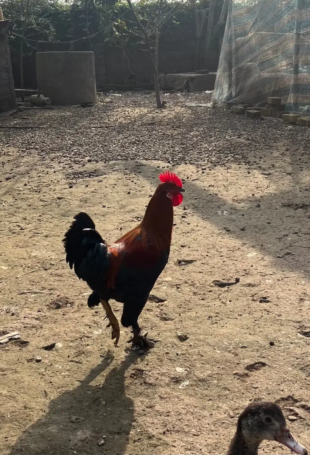 حیوانات مزرعه|حیوانات مزرعه|رشت, تازه آباد|دیوار