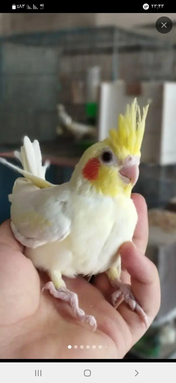 عروس سرلاکی قیمت مناسب|پرنده|آران و بیدگل, |دیوار