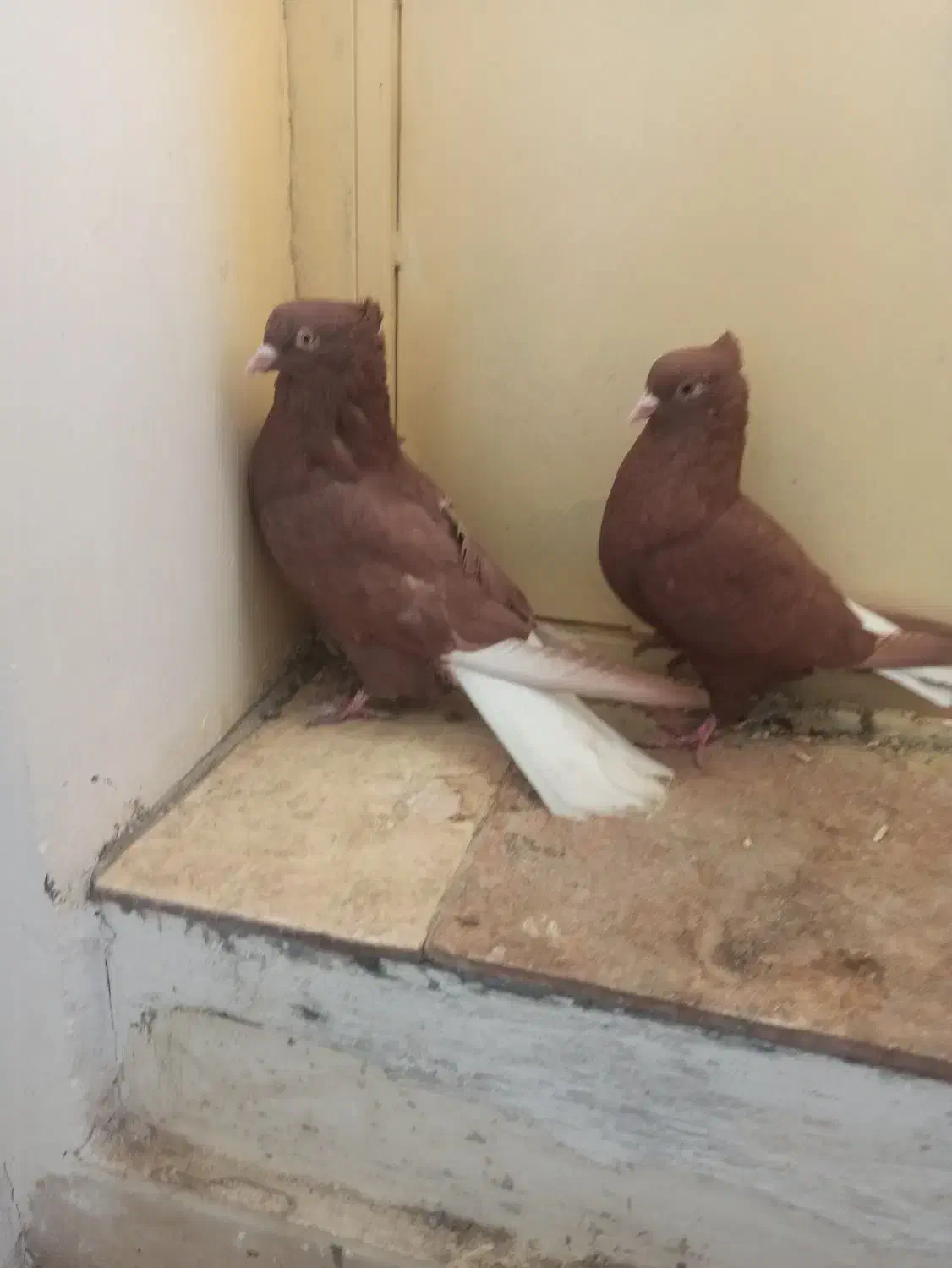 کبوتر سرخ دمسفید جیگری|پرنده|اسدآباد, |دیوار