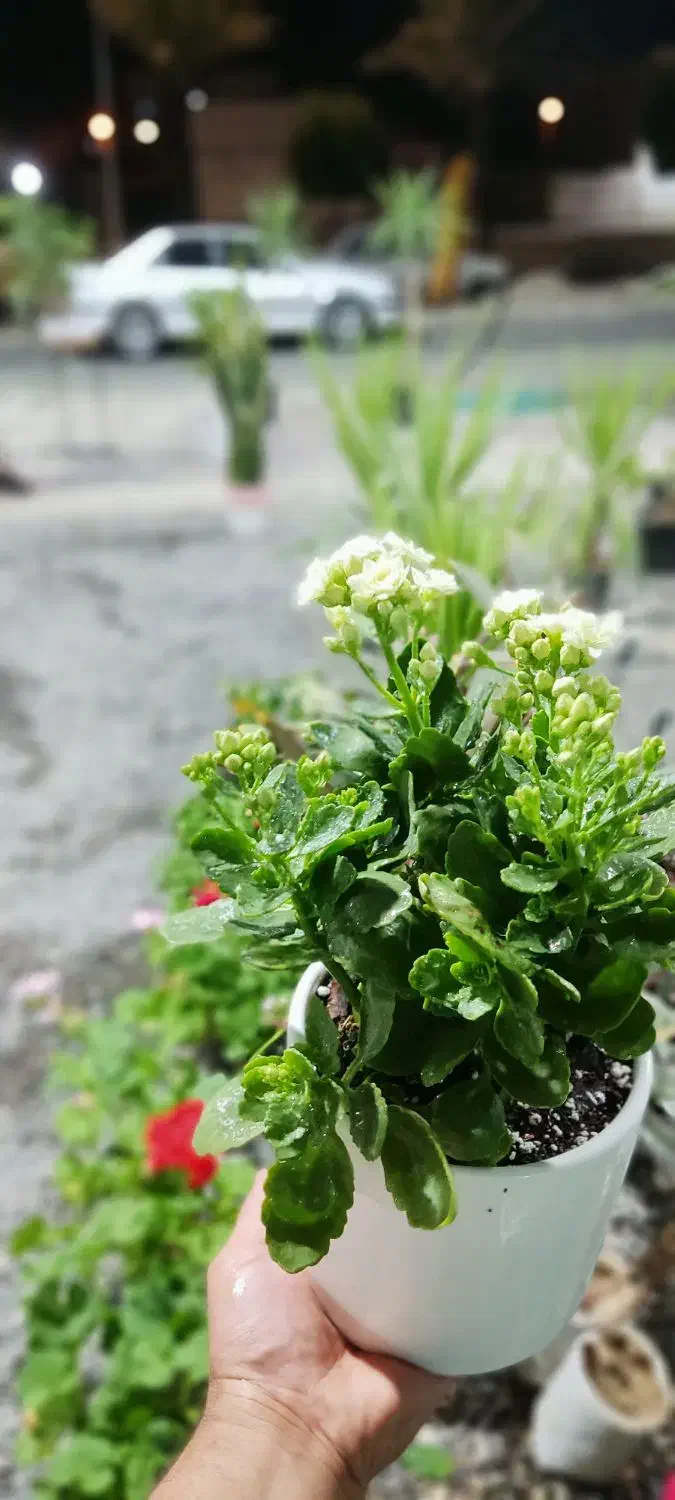 فروشنده در گلخانه گل و گیاه آپارتمانی|استخدام خدمات فروشگاه و رستوران|جیرفت, |دیوار