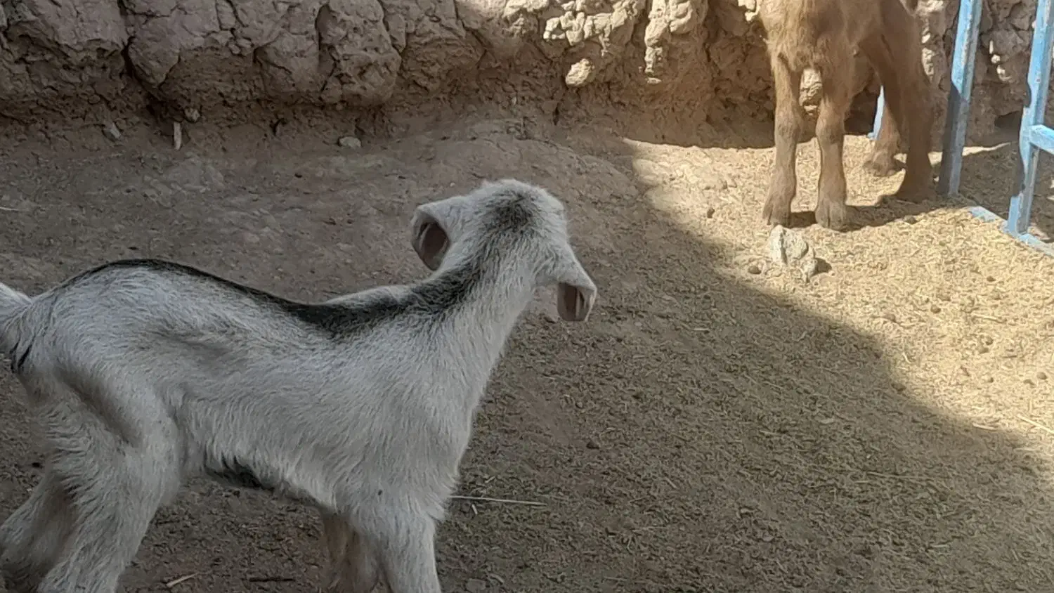 کره نر و ماده ۲۰ روزه|حیوانات مزرعه|میبد, |دیوار