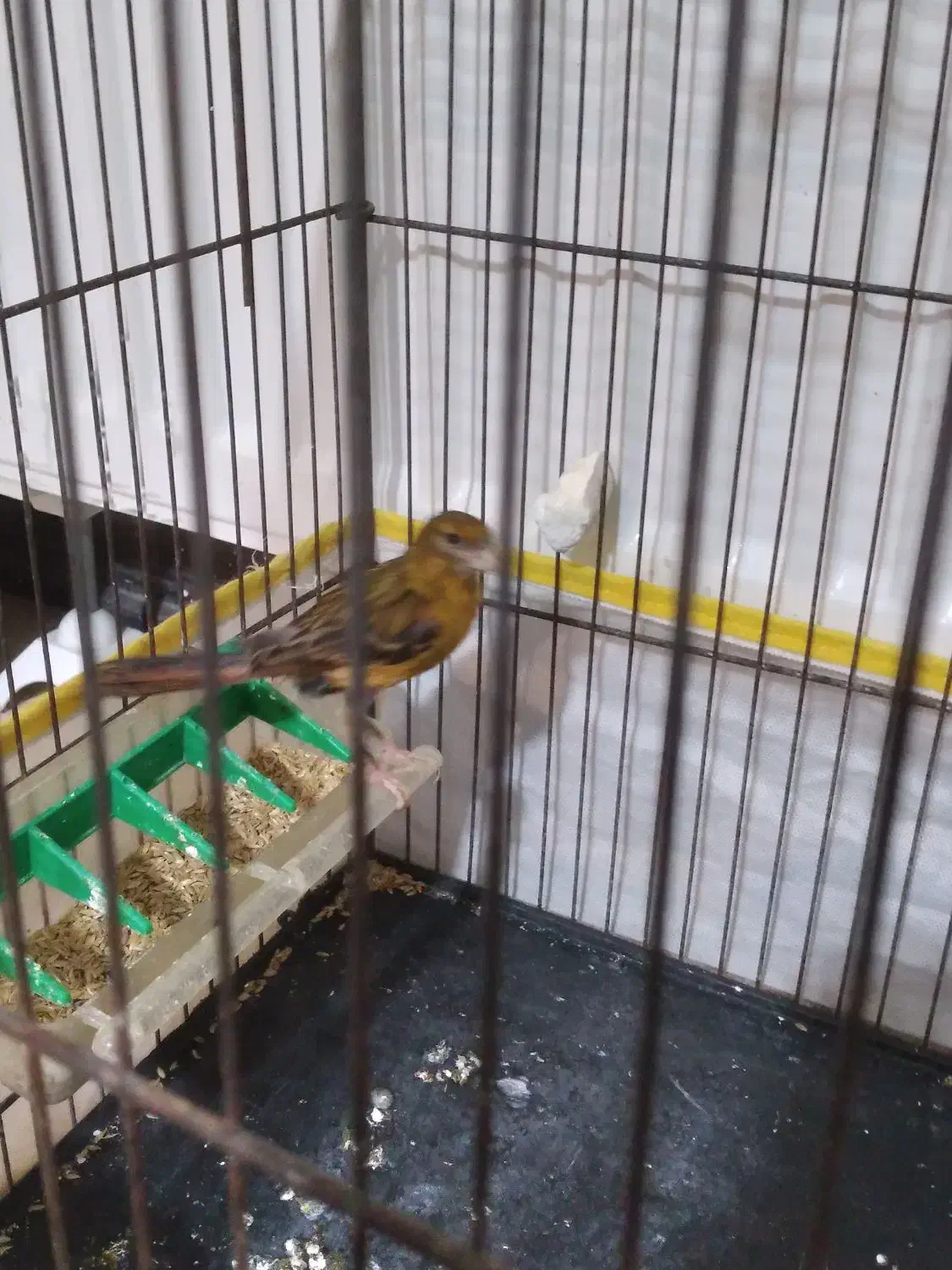 قناری ماده سبز سوخته اماده|پرنده|رودهن, |دیوار