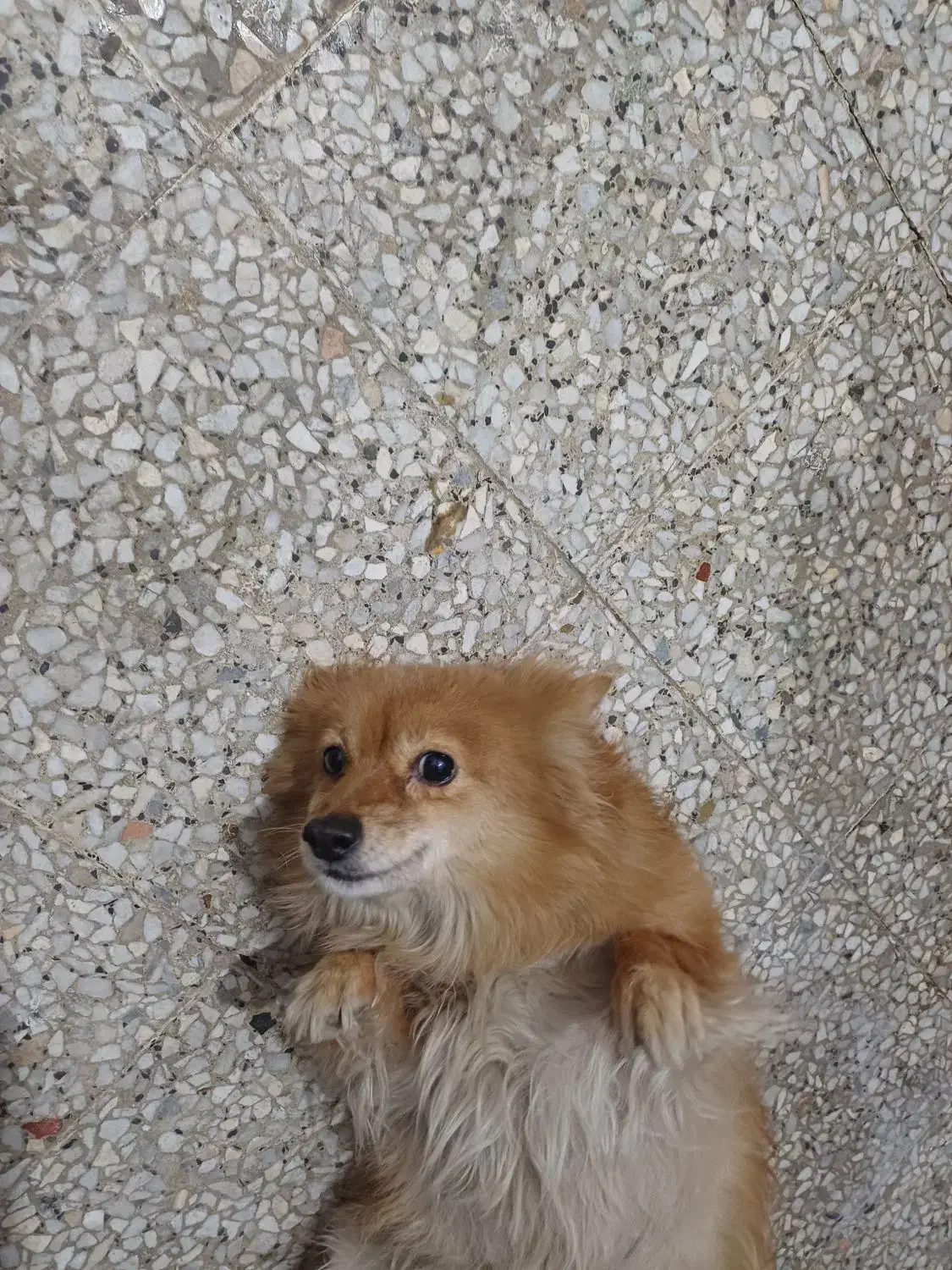 تعویض دوتا سگ نژاددار نر و ماده با سیستم ماشین|سگ|زنجان, |دیوار