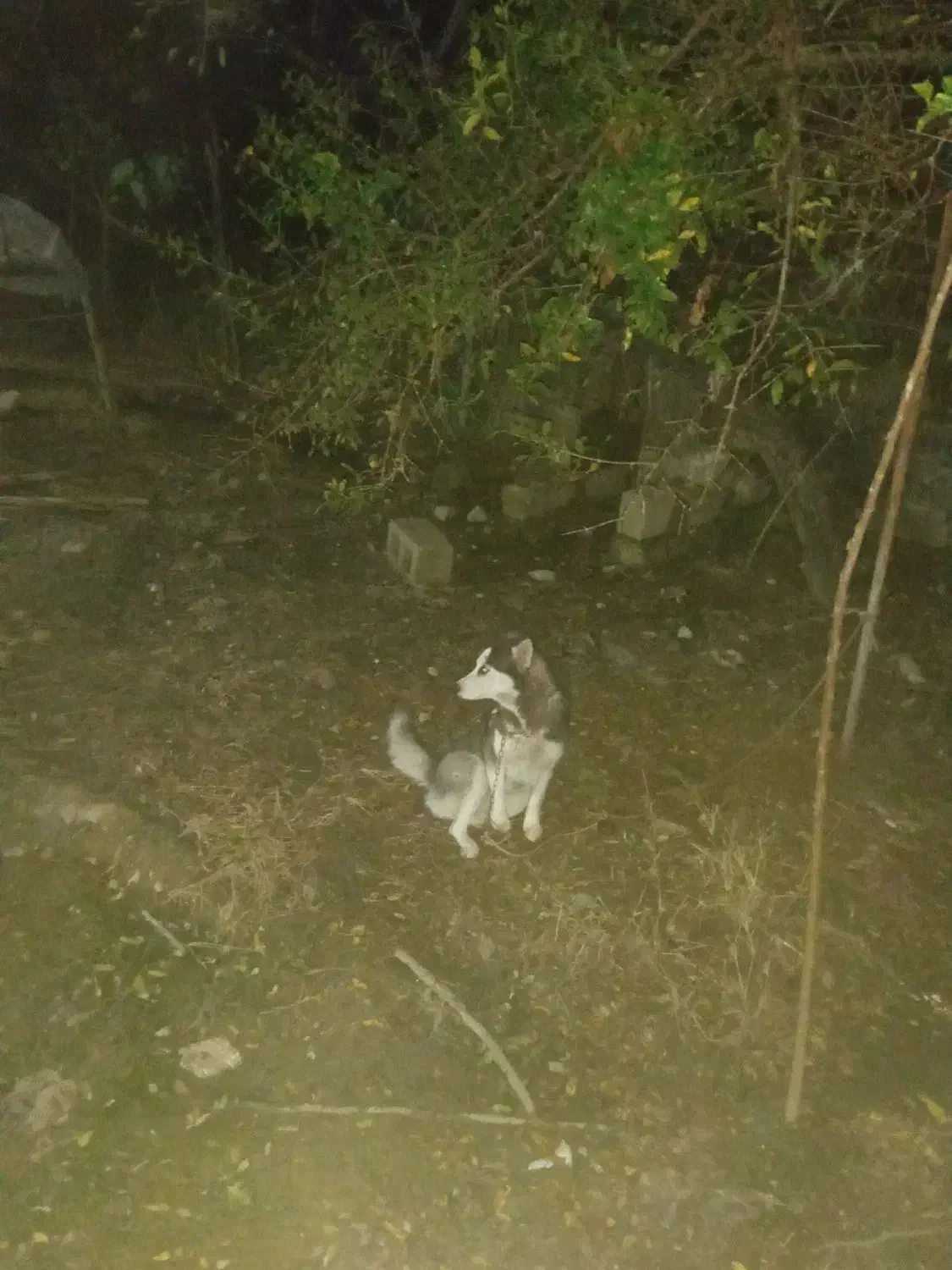 واگذاری توله هاسکی|سگ|بندر انزلی, چهارفریضه|دیوار