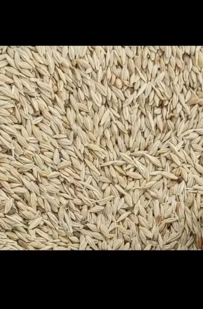 جو سرارود و محلی|خدمات باغبانی و درختکاری|ماهیدشت, |دیوار