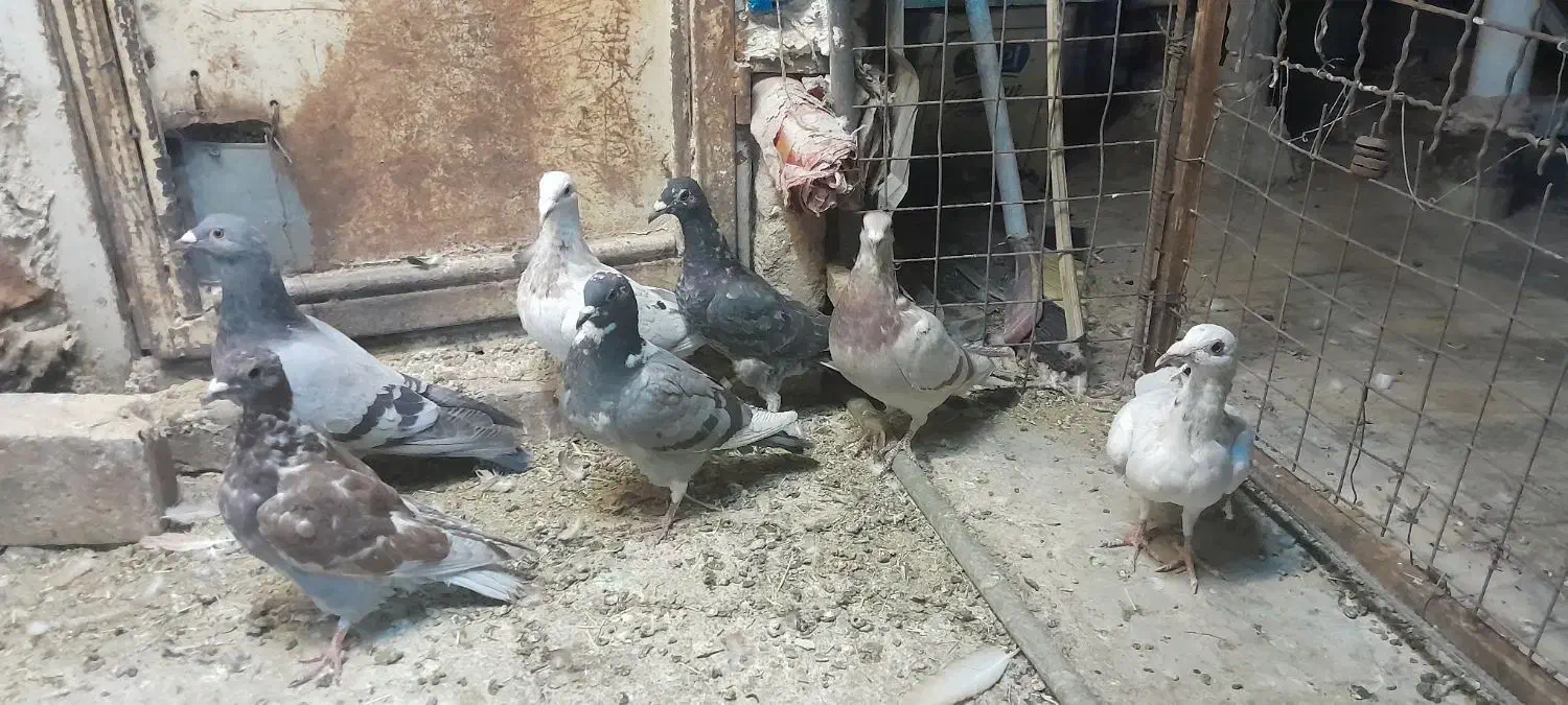 کفتر جوونه نر|پرنده|جلگه ماژان, |دیوار