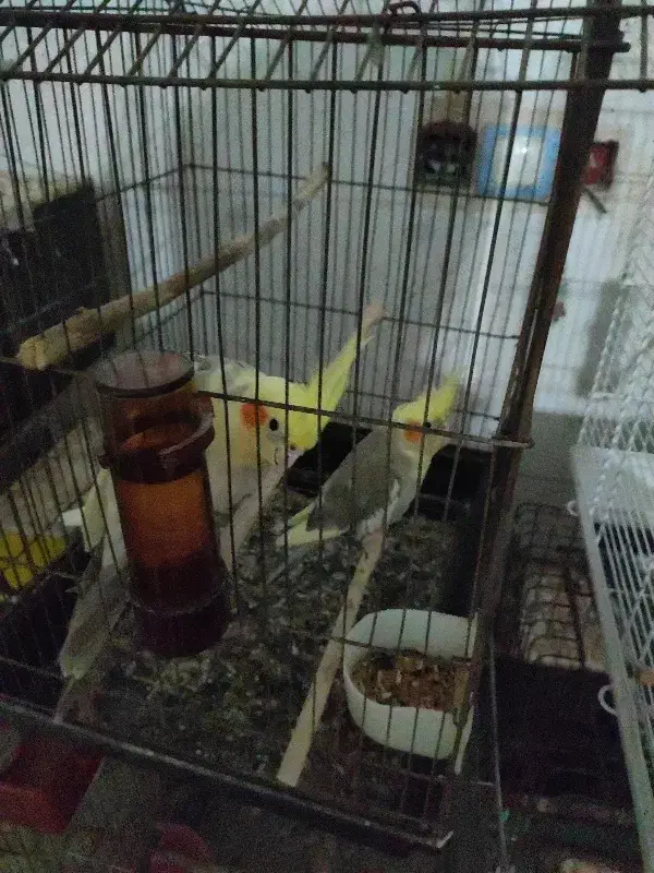 عروس هلندی با طوطی برزیلی|پرنده|شوش, |دیوار