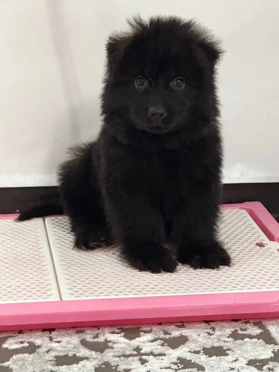 ژرمن بلک شولاین و ورک لانگ کینگ|سگ|تهران, صادقیه|دیوار