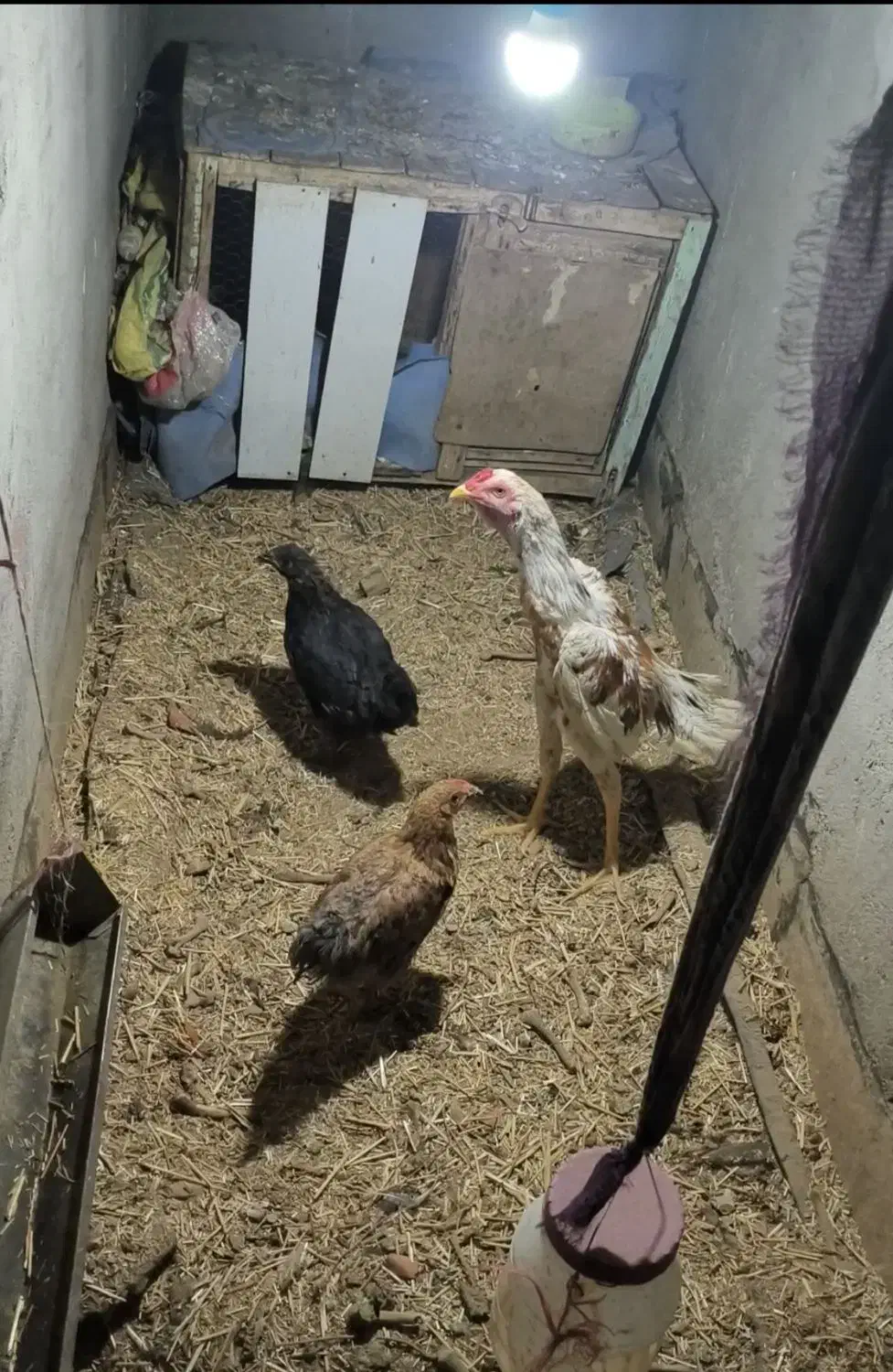 خروس جوجه|حیوانات مزرعه|قم, نوقطار|دیوار