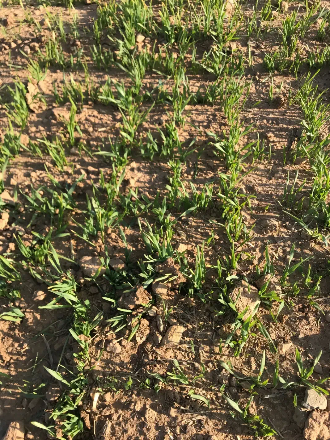 گندم آبی|لوازم جانبی حیوانات|معصومیه, |دیوار