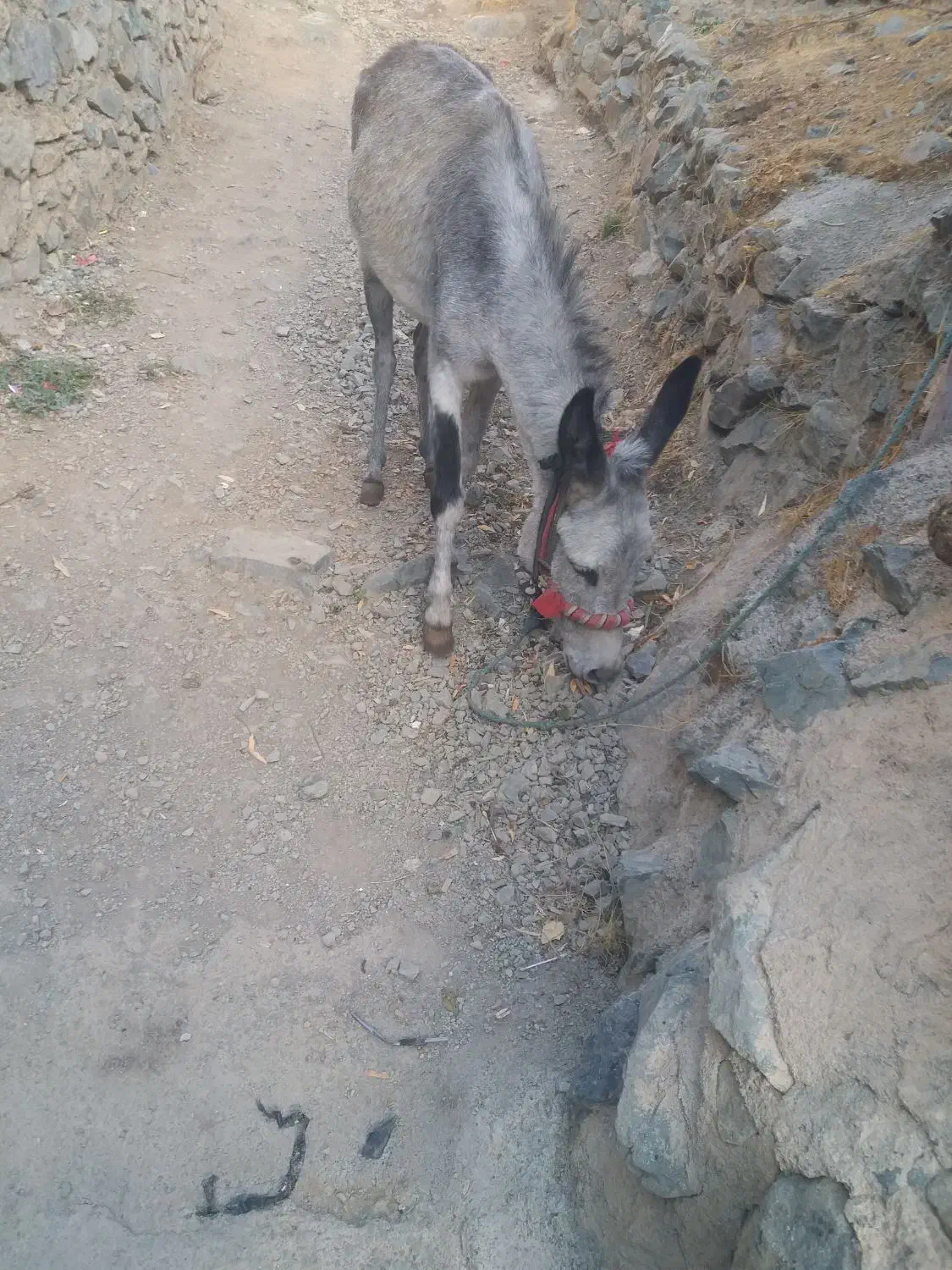 خرنر|حیوانات مزرعه|کلاترزان, |دیوار