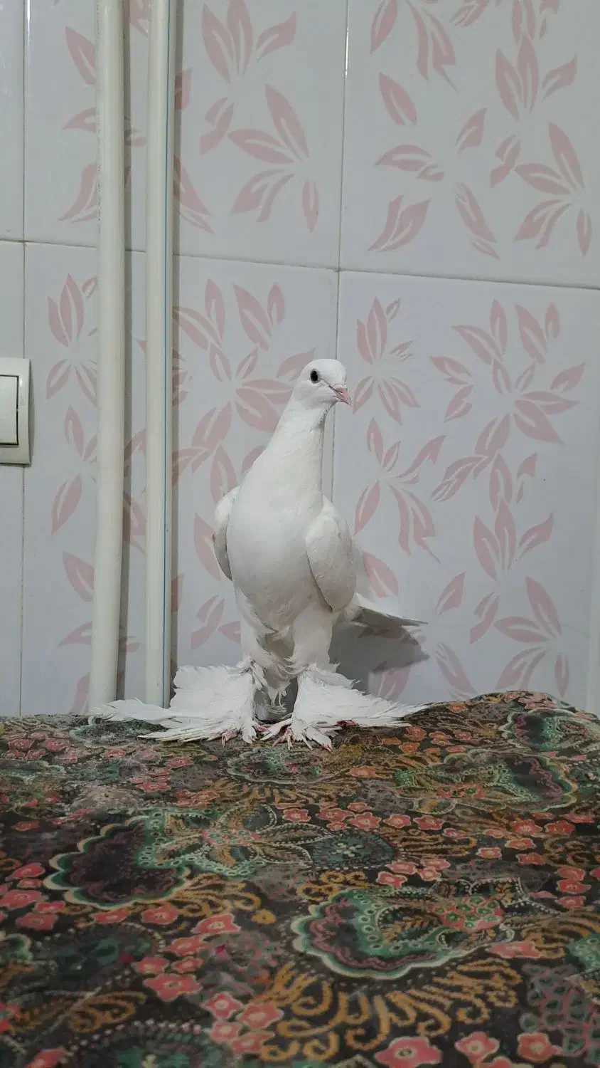 آغ پارپاری مایا|حیوانات|باسمنج, |دیوار