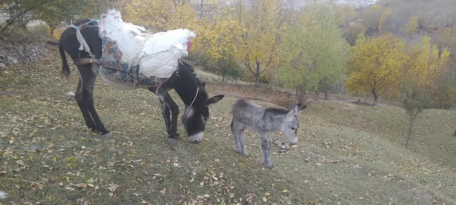 فروشی|حیوانات مزرعه|اسکو, |دیوار