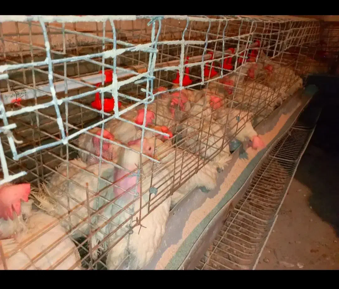 مرغ سفید تخمگذار|حیوانات مزرعه|هشتگرد, شهرک بعثت|دیوار