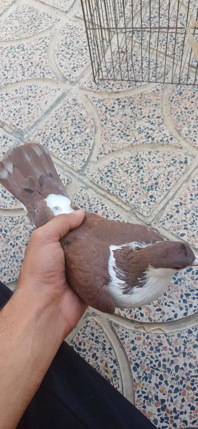 کبوتر اصفهانی|پرنده|کوهدشت, |دیوار