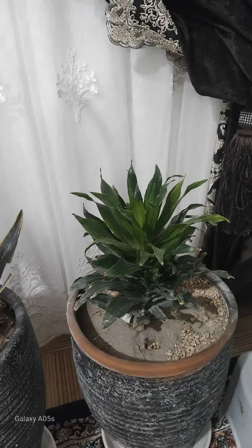 گل با گلدان فروشی|گل و گیاه طبیعی|چناران, |دیوار