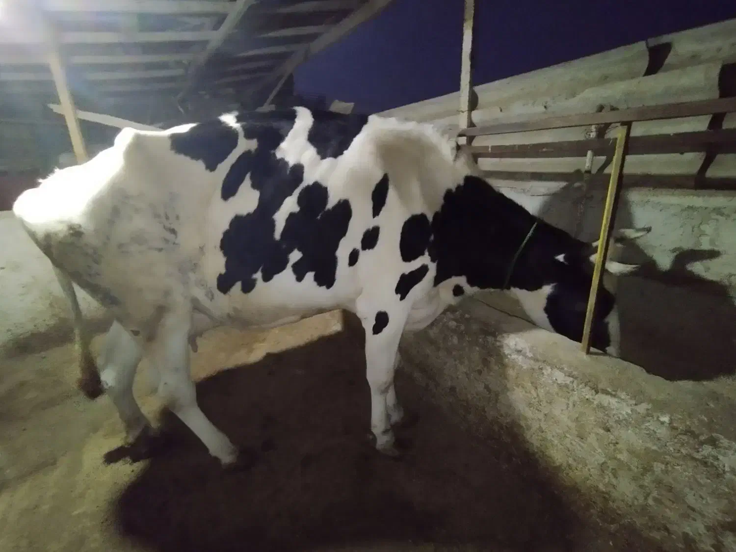 گاو گوشتی|حیوانات مزرعه|شفت, |دیوار