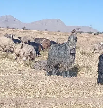 دوبر، پازن، پیشرو|حیوانات مزرعه|دهاقان, |دیوار