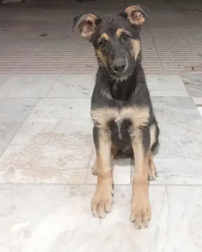 ژرمن شپرد|سگ|اصفهان, زهران|دیوار