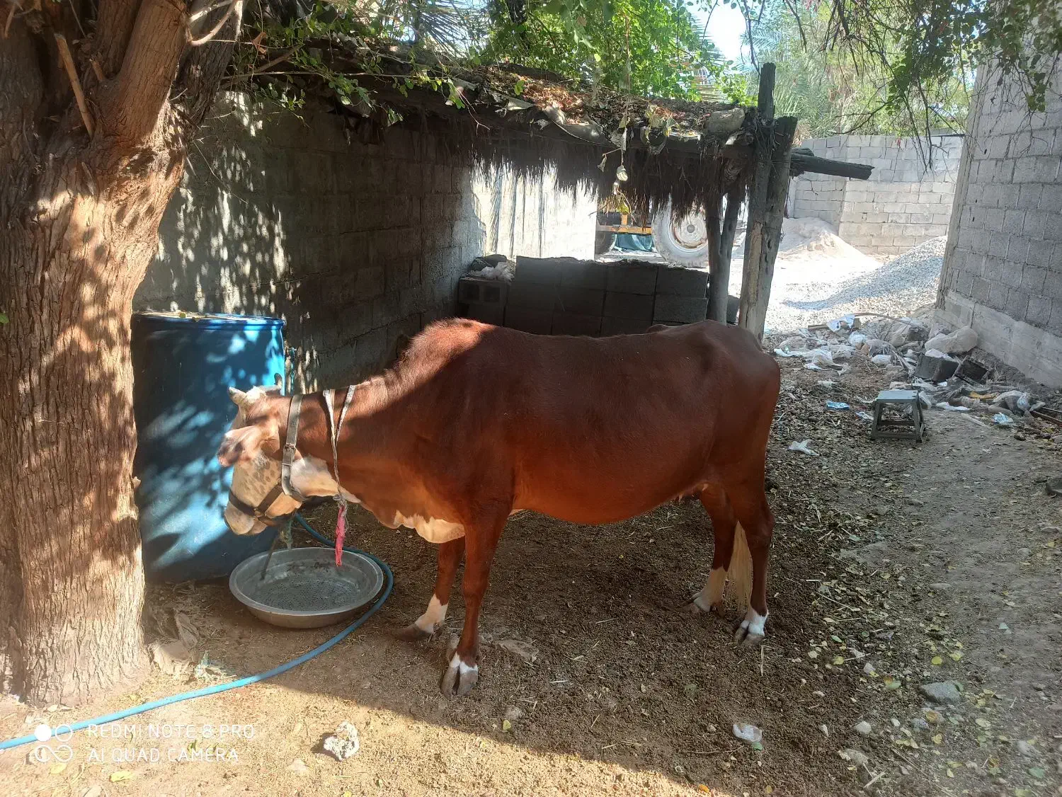 گاو|حیوانات مزرعه|گله دار, |دیوار